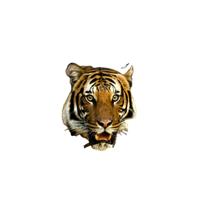 Photography Of Lion – cat PNG with transparent background