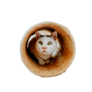 Playful Cat Peeking From Tunnel Indoors 12350 - Cat PNG image with transparent background