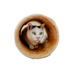 Playful Cat Relaxing In Cozy Indoor Setting 12365 - Cat PNG image with transparent background