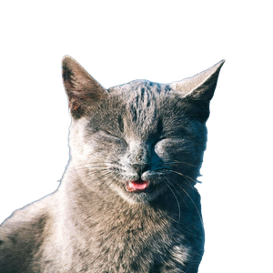 Playful Gray Cat In Sunlight Portrait 12430 - Cat PNG image with transparent background
