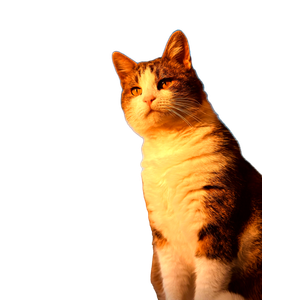 Portrait Of A Cat In Golden Sunset Light 17591 - Cat PNG image with transparent background