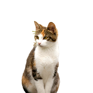 Portrait Of A Curious Calico Cat Outdoors 12500 - Cat PNG image with transparent background