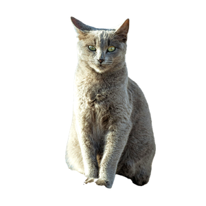 Portrait Of A Gray Cat In Sunlight 17630 - Cat PNG image with transparent background