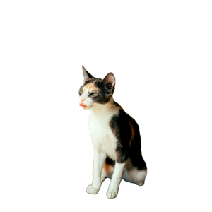 Portrait Of A Multicolored Domestic Cat Sitting Indoors 12466 - Cat PNG image with transparent background