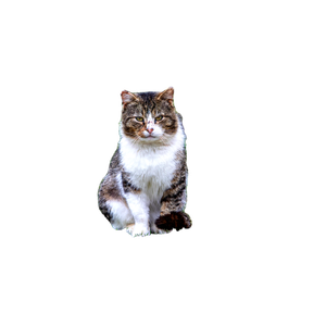 Portrait Of A Thoughtful Tabby Cat In Nature 12473 - Cat PNG image with transparent background