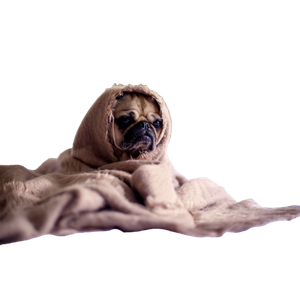 Pug Covered With Blanket On Bedspread – cat PNG with transparent background