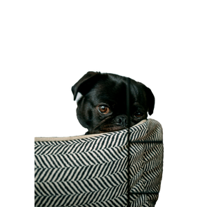 Pug Lying On Pet Bed – cat PNG with transparent background