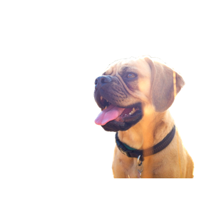 Pug Mix Sitting On Grass Field – cat PNG with transparent background