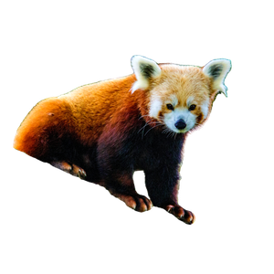 Red Panda On Branch – cat PNG with transparent background