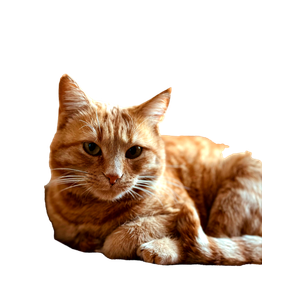 Relaxed Ginger Cat Lounging Indoors 12449 - Cat PNG image with transparent background