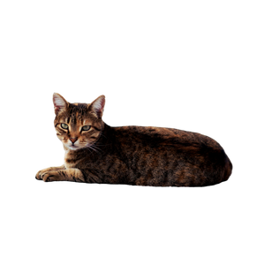 Resting Cat On Stone In Carthage Tunisia 15100 - Cat PNG image with transparent background
