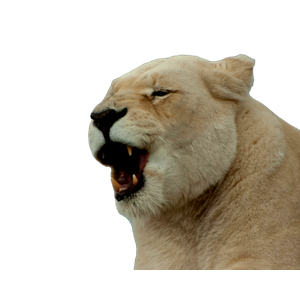 Roaring Brown Lion