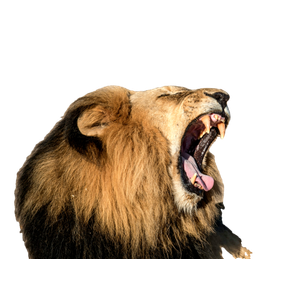 Roaring Lion Photography