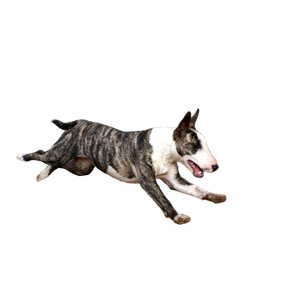 Running Gray And White Dog – cat PNG with transparent background