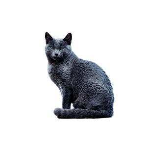 Russian Blue Cat In Natural Setting 12408 - Cat PNG image with transparent background