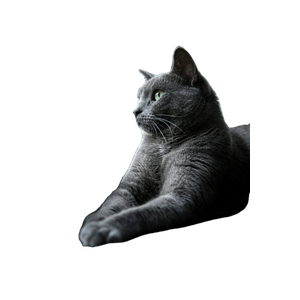 Cat PNG image: Russian Blue Cat Lying On Brown Textile - transparent background