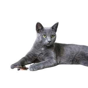 Russian Blue Cat Lying On Brown Wooden Table - Cat PNG image with transparent background