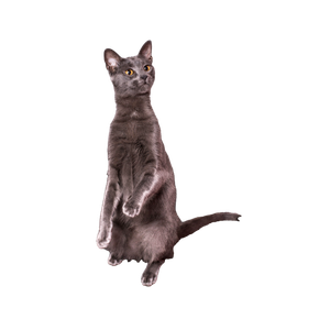Cat PNG image: Russian Blue Cat On Black Table - transparent background