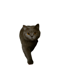 Cat PNG image: Russian Blue Cat On Brown Wooden Table - transparent background