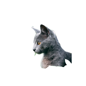 Russian Blue Cat On Green Grass During Daytime – cat PNG with transparent background