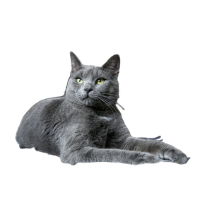 Related cat image: Russian Blue Cat On White And Blue Textile