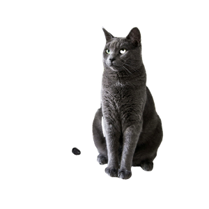 Russian Blue Cat On White Table – cat PNG with transparent background