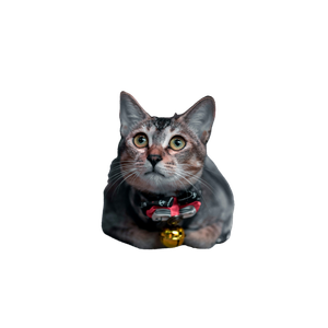 Russian Blue Cat With Yellow Eyes – cat PNG with transparent background