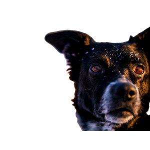 Selective Focus Black Dog – cat PNG with transparent background