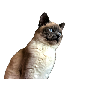 Selective Focus Of Siamese Cat – cat PNG with transparent background