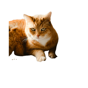 Selective Focus Of Orange Tabby Cat – cat PNG with transparent background