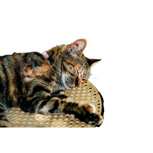 Selective Focus Of Sleeping Cat On Chair – cat PNG with transparent background