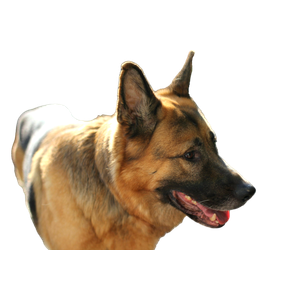 Selective Focus Photo Adult Tan German Shepherd – cat PNG with transparent background