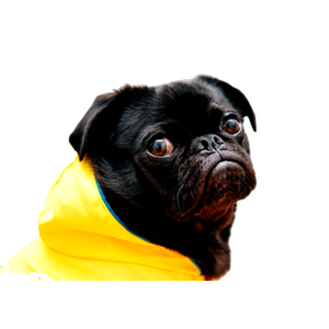 Selective Focus Photo Of Black Pug – cat PNG with transparent background