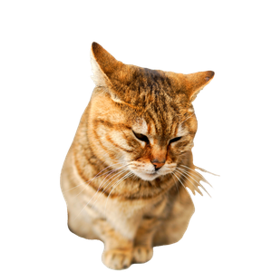 Selective Focus Photo Of Brown Tabby Cat – cat PNG with transparent background