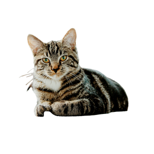 Selective Focus Photo Of Gray Tabby Cat – cat PNG with transparent background