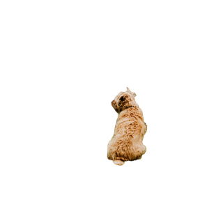 Selective Focus Photography Of Brown Dog – cat PNG with transparent background