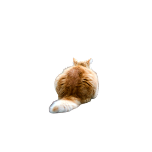 Selective Focus Photography Of Brown Tabby Cat On Pathway - Cat PNG image with transparent background