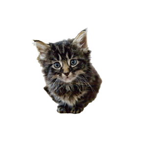 Selective Focus Photography Of Brown Tabby Kitten On Cat Tree