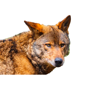 Selective Focus Photography Of Brown Wolf