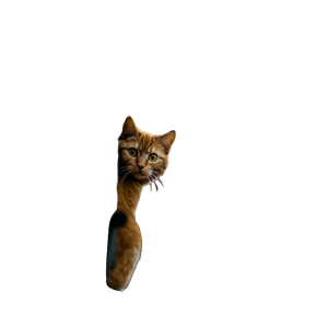 Selective Focus Photography Of Cat – cat PNG with transparent background