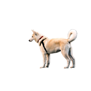 Selective Focus Photography Of Dog Looking At Fence – cat PNG with transparent background
