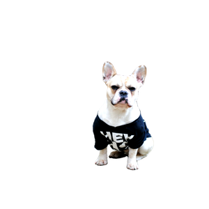 Selective Focus Photography Of Dog Wearing Shirt – cat PNG with transparent background
