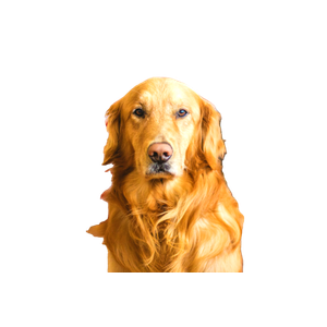 Selective Focus Photography Of Golden Labrador Retriever – cat PNG with transparent background