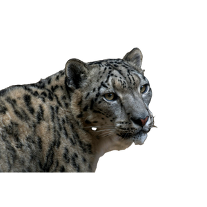 Selective Focus Photography Of Leopard During Daytime