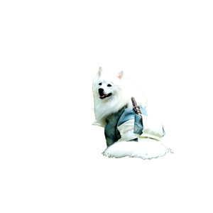 Selective Focus Photography Of Long Coated White Dog – cat PNG with transparent background