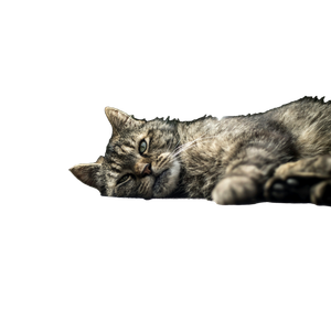 Selective Focus Photography Of Lying Brown Tabby Cat – cat PNG with transparent background