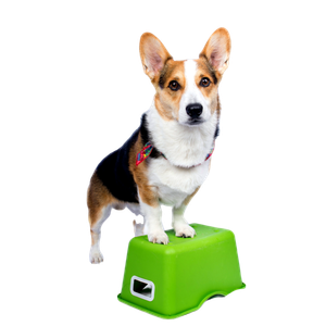 Selective Focus Photography Of Pembroke Welsh Corgi – cat PNG with transparent background