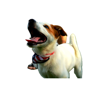 Selective Focus Photography Of Puppy With U.S.A. Flag Printed Scarf – cat PNG with transparent background