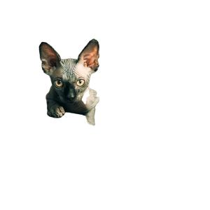 Selective Focus Photography Of Spinx On Brown Sofa – cat PNG with transparent background