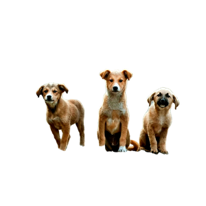 Selective Focus Photography Of Three Brown Puppies – cat PNG with transparent background